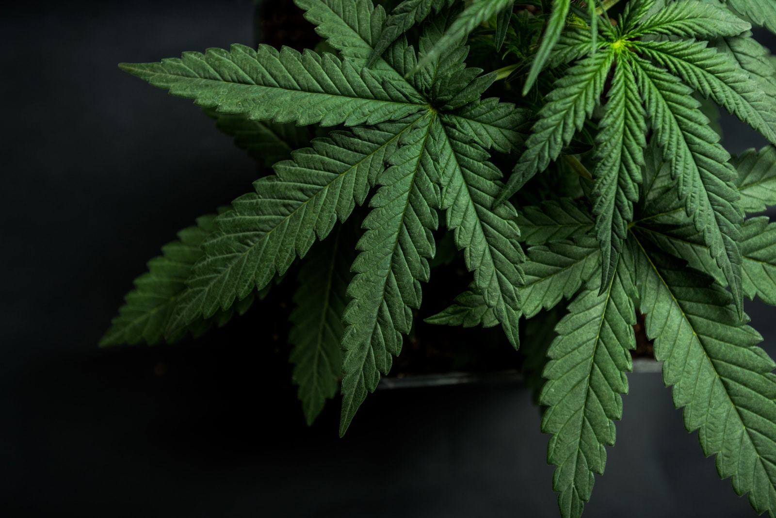 Sativa, Indica, Hybrid Cannabis: What They Are, Side-Effects, & Risks of Using