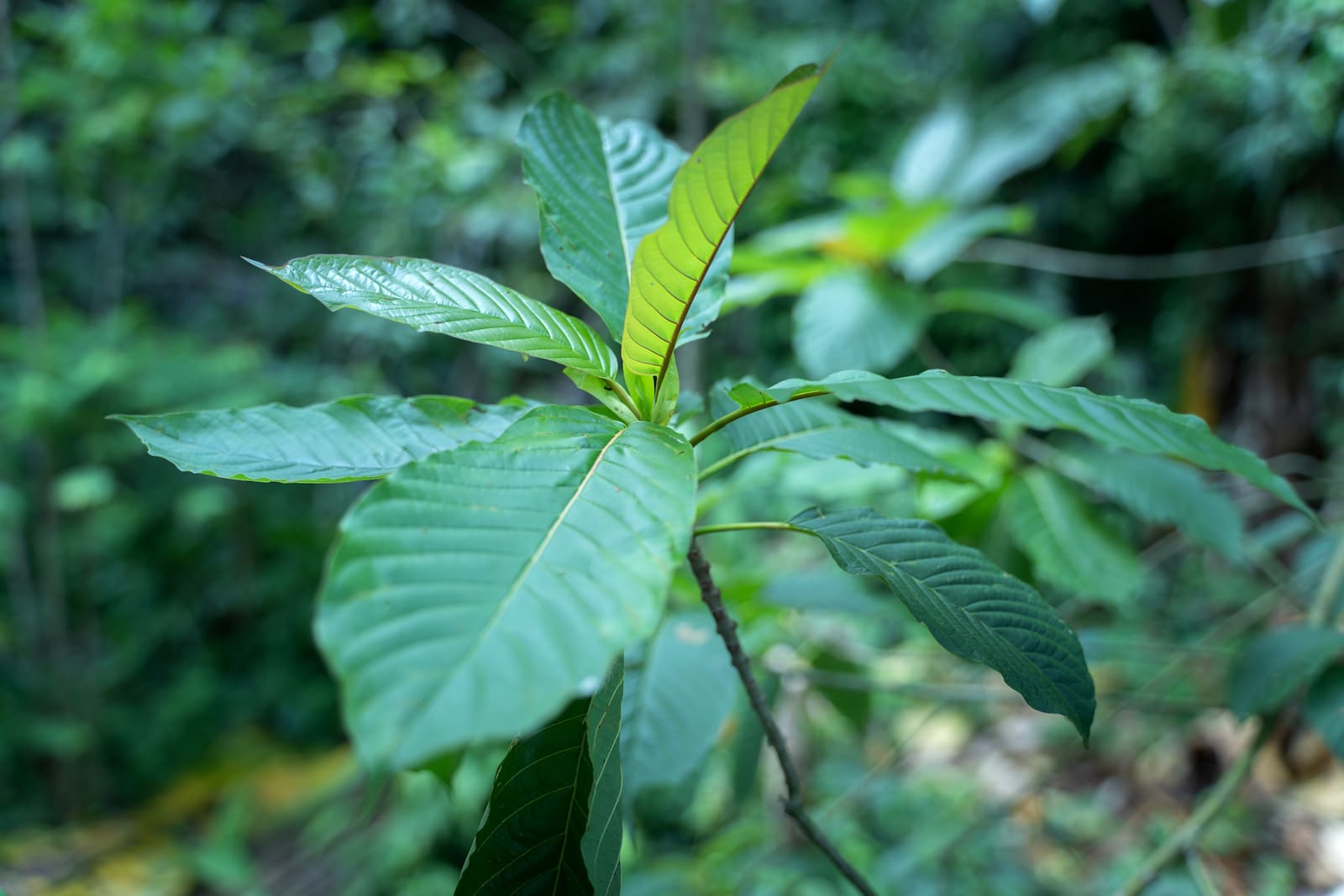 What is Kratom and is it Addictive? Dangerous Side Effects, Uses & Withdrawal Symptoms