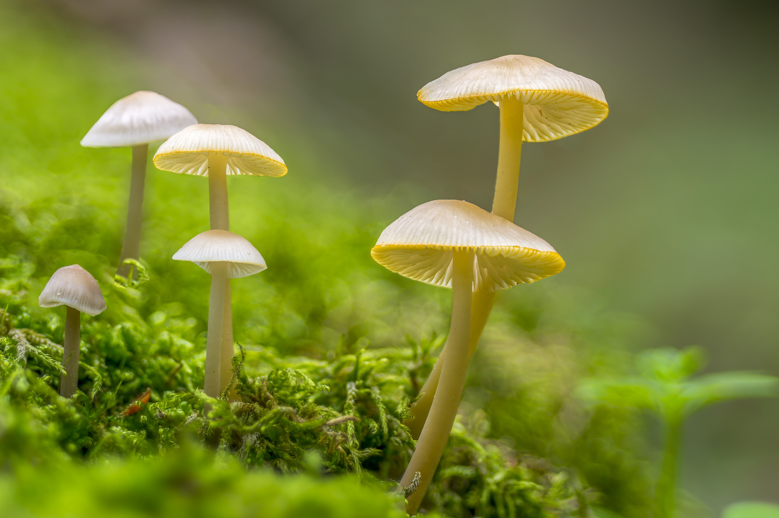 What Are Golden Tops Mushrooms? Side Effects & Risks of Using Magic Mushrooms
