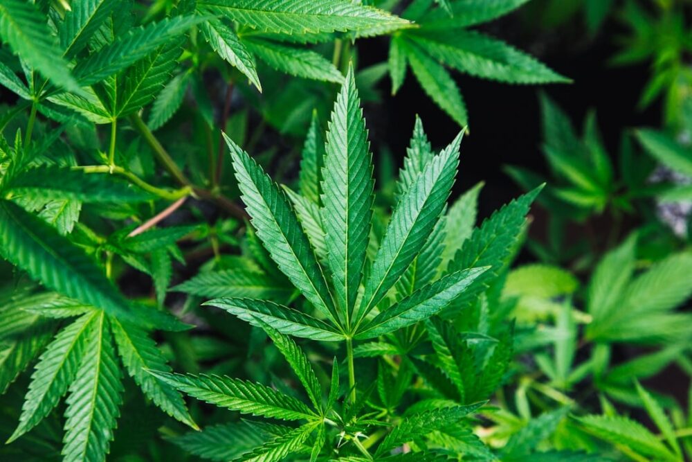 Weed Withdrawal Symptoms and Timeline